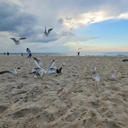 Green Apartament Dziwnow Apartment Dziwnów